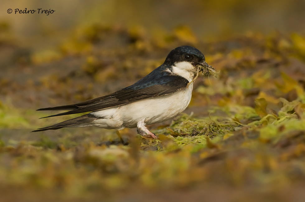 Avión común (Delichon urbicum)